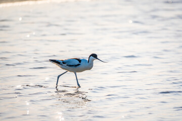 The pied avocet, Recurvirostra avosetta, is a large black and white wader with long, upturned beak