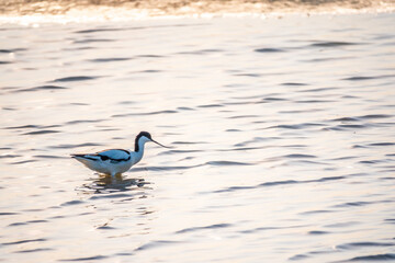 Water bird pied avocet, Recurvirostra avosetta, feeding in the lake. The pied avocet is a large black and white wader with long, upturned beak