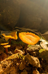 Some small mushrooms among the rocks