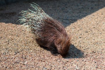 Indian porcupine, Hystrix indica. Photo of a porcupine in its natural environment.