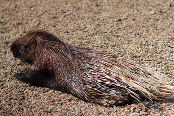Indian porcupine, Hystrix indica. Photo of a porcupine in its natural environment.