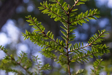 Pine tree branch