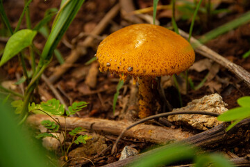 Um cogumelo alaranjado encontrado no chão de um parque.