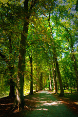 Colourful autumn forest nature scenic with pathway under high trees and luscious vibrant foliage.