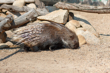 Indian porcupine, Hystrix indica. Photo of a porcupine in its natural environment.