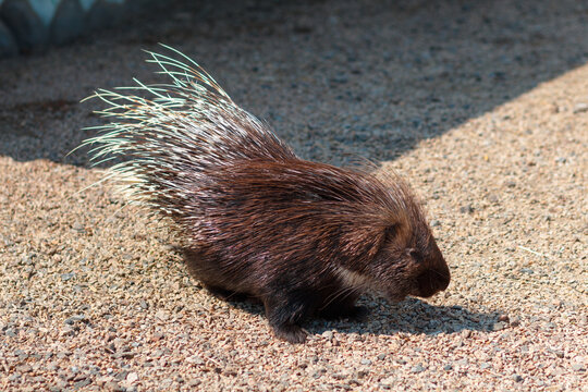 Indian porcupine, Hystrix indica. Photo of a porcupine in its natural environment.