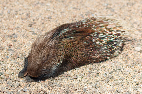 Indian porcupine, Hystrix indica. Photo of a porcupine in its natural environment.