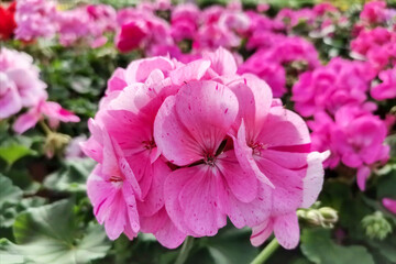 rose bush pasajistio la sevillana, special flowers