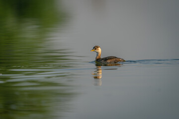 duck in the water