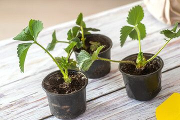 Strawberry seedlings in transport pots on the dirt, preparing for transplanting in spring during the horticultural season. Organic berries, healthy food, housework concept