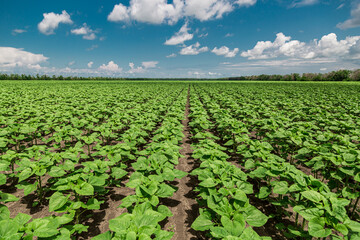 Fototapeta na wymiar rows of young, green, powerful sunflowers, clean from diseases, weeds, and insects, against the sky