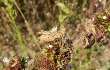 Brown grasshoppers mating on plant in the meadow, closeup