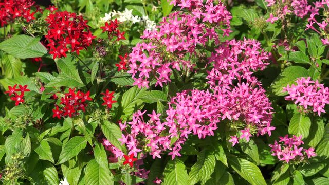 Pentas lanceolata flower and bee	