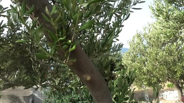 Man pruning olive tree, cutting small branches