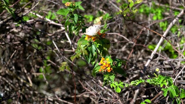 White butterfly with orange markings flies between two orange and white flowers at a tropical pond in Florida; medium close in late afternoon. 