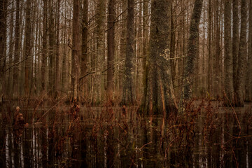 Cypress trees in a swamp