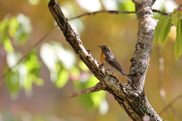 マユミの木の枝にとまるムギマキ