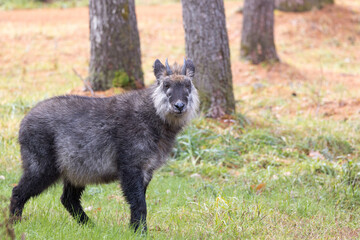 野生の日本カモシカ