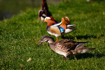 female and Male  mandarin duck on the meadow