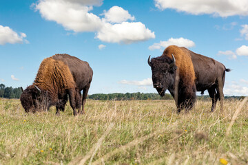 Pair of big american bison buffalo walking by grassland pairie and grazing against blue sky landscape on sunny day. Two wild animals eating at nature pasture. American wildlife background concept - obrazy, fototapety, plakaty