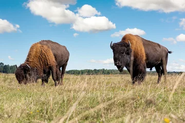 Poster Buffalo Pair of big american bison buffalo walking by grassland pairie and grazing against blue sky landscape on sunny day. Two wild animals eating at nature pasture. American wildlife background concept