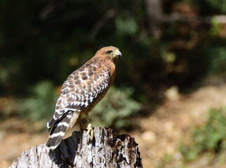 hawk on a stump