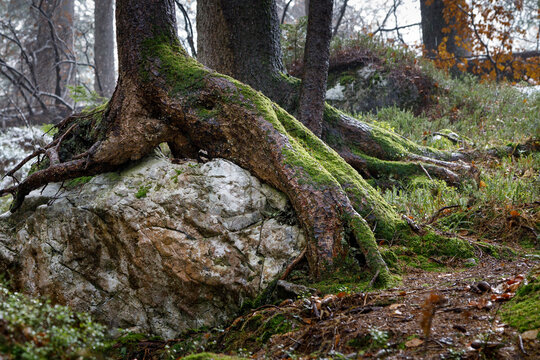 Roots