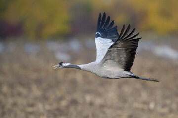 grauer kranich grus