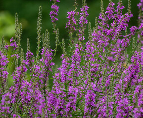 Obraz premium Purple Loosestrife