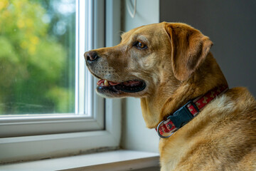 Tęskniący pies, patrzy przez okno, czeka na powrót właściciela, portret.