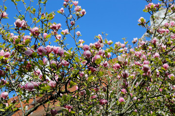 Beautiful bloomy magnolia tree with big pink flowers in Prague, Czech Republic