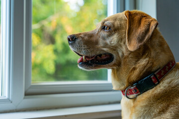 Tęskniący pies, patrzy przez okno, czeka na powrót właściciela, portret. - obrazy, fototapety, plakaty