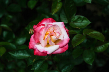 Rose against green background