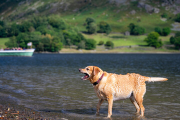 Pies rasy labrador, mokry, kąpie się w jeziorze.