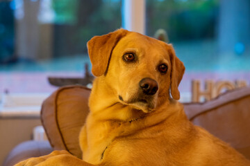 Pies rasy labrador leży na dużym fotelu i odpoczywa. © Aneta