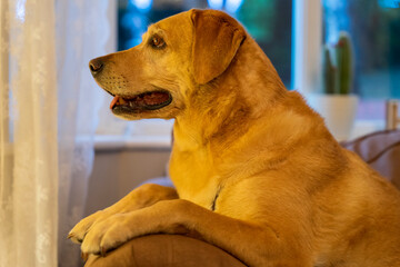 Pies rasy labrador leży na dużym fotelu i odpoczywa.