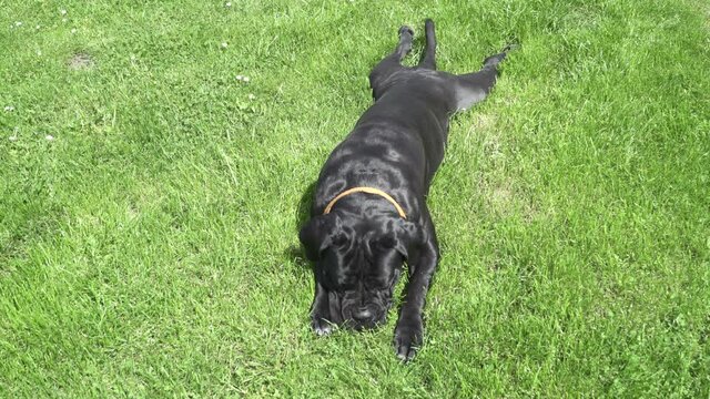dog Cane corso Laying on grass and enjoy on sunlight