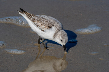 Sanderling 2