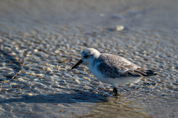 Sanderling 1