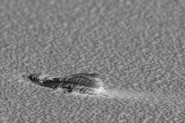 Sea Shell in the Sand