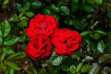 Three red roses at the Gardens Shore Acres State Park