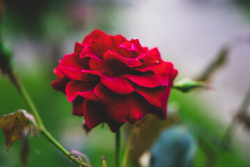 Fototapeta Izolowany kwiat czerwona róża, ujęcie makro. obraz