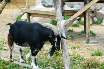 Black Goat scratches himself. close up