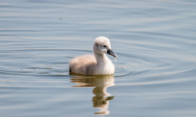 Mute Swan Cygnet