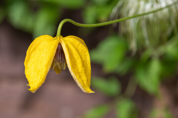 Macro shot of a golden tiara clematis (clematis tangutica) flower