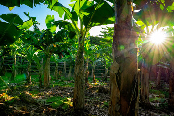 Plantacja bananów w promieniach wschodzącego słońca. 