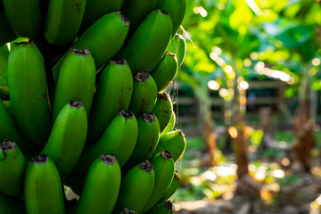 Zielone, dojrzewające banany na drzewie, zbliżenie, piękny słoneczny dzień, plantacja bananów...