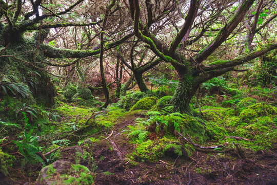 Mistyczna roślinność i drzewa cedrowe na turystycznym pieszym szlaku Mistérios Negros w głębi wyspy Teicera, Portugalia. 