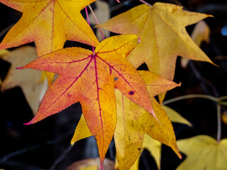 Selective focus of liquidambar (sweetgum tree) leafs in autumn with blurred background - autumnal background