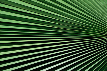 Obraz premium Palm leaf stripped and textured pattern background,natural lush foliages of leaves tropical texture wallpaper.